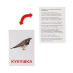 Обучающие карточки по методике Г. Домана «Птицы России» — изображение 3